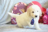 P-grey, a male Goldendoodle for sale in Weatherford, TX – Photo 1 of 5