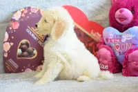 P-grey, a male Goldendoodle for sale in Weatherford, TX – Photo 4 of 5