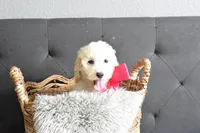P-grey, a female Goldendoodle for sale in Houston, TX – Photo 2 of 6