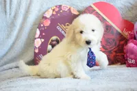 P-grey, a male Goldendoodle for sale in Weatherford, TX – Photo 2 of 5