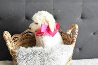 P-grey, a female Goldendoodle for sale in Houston, TX – Photo 6 of 6