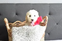 P-grey, a female Goldendoodle for sale in Houston, TX – Photo 1 of 6