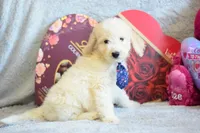 P-grey, a male Goldendoodle for sale in Weatherford, TX – Photo 3 of 5