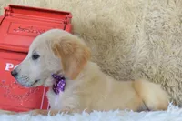 Purple, a female Golden Retriever for sale in Coleman, TX – 3 of 10