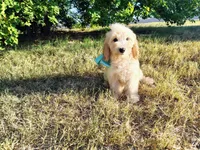 Teal-Medium, a male Goldendoodle for sale in Weatherford, TX – 4 of 4