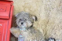 Teacup -McLaren, a male Maltipoo for sale in Coleman, TX – 2 of 7