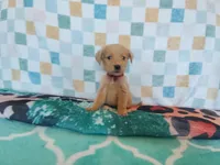 Cinnamon roll, a female Golden Retriever for sale in Coleman, TX – 6 of 6