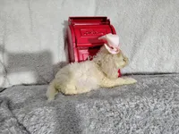 Light pink-medium, a female Goldendoodle for sale in Coleman, TX – 3 of 5