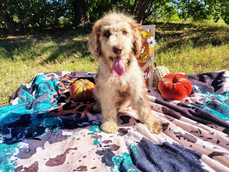 Blue-medium – Goldendoodle puppy for sale in Coleman, TX