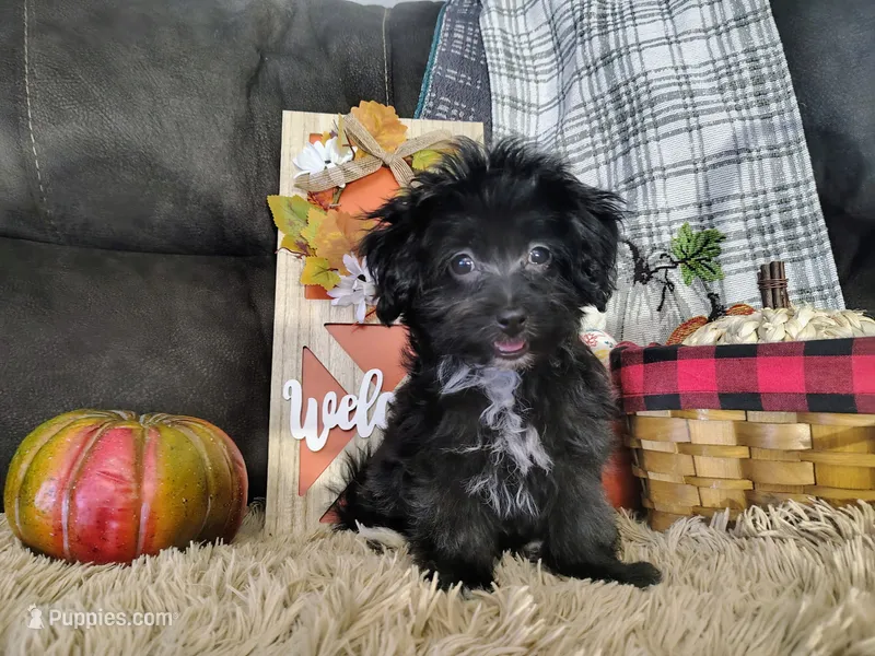Light pink – Havapoo puppy for sale in Coleman, TX