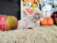 Tucker, a male Havapoo for sale in Coleman, TX – 2 of 4