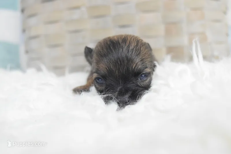 Light pink  – Chihuahua puppy for sale in Coleman, TX