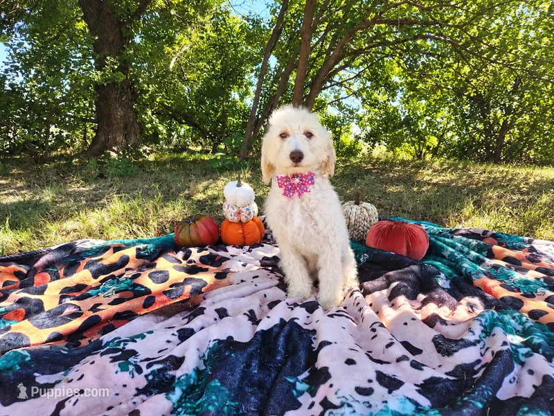 Magenta -medium  – Goldendoodle puppy for sale in Coleman, TX