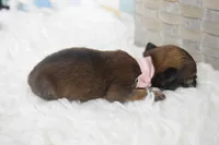 Light pink , a female Chihuahua for sale in Coleman, TX – 3 of 5