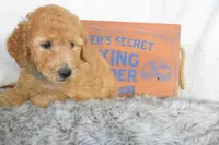 Blue, a male Miniature Goldendoodle for sale in Coleman, TX – 6 of 6