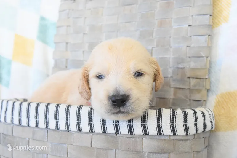 Red – Golden Retriever puppy for sale in Coleman, TX