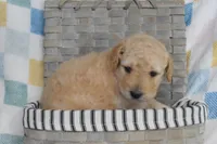 Orange , a male Goldendoodle for sale in Coleman, TX – 5 of 7