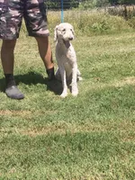 Milo, a male Poodle - Standard  for sale in Coleman, TX – 2 of 9
