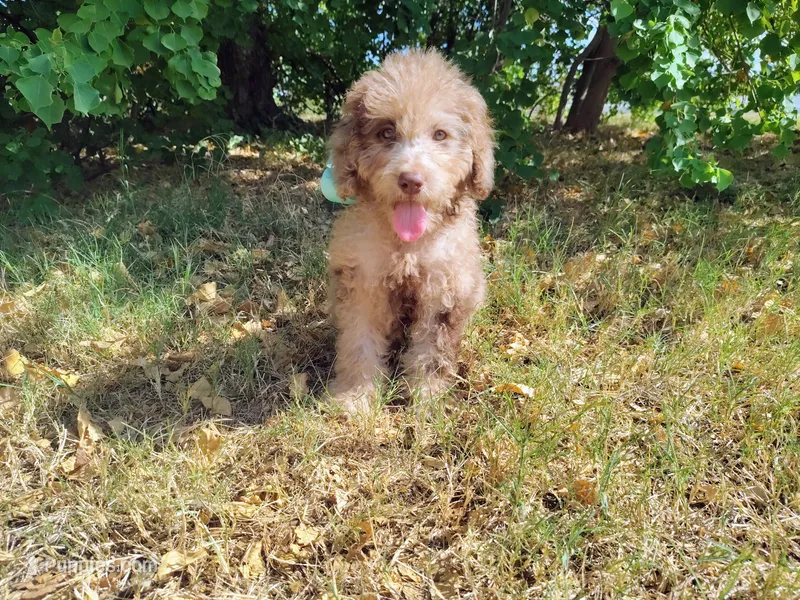 Blue-medium – Goldendoodle puppy for sale in Coleman, TX