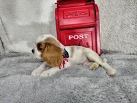 Weekend sale -Black , a male Cavalier King Charles Spaniel for sale in Weatherford, TX – 5 of 5