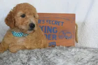 Blue, a male Miniature Goldendoodle for sale in Coleman, TX – 5 of 6