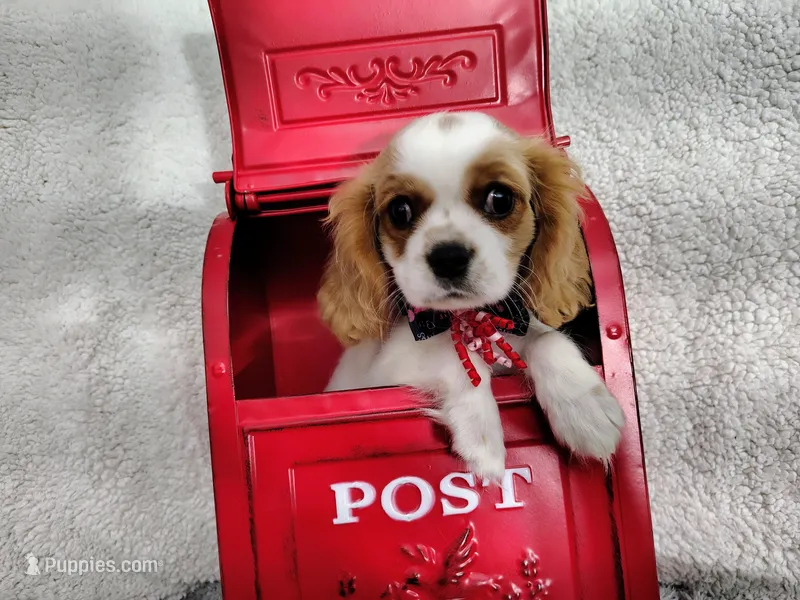 Black  – Cavalier King Charles Spaniel puppy for sale in Coleman, TX