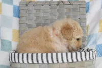 Orange , a male Goldendoodle for sale in Coleman, TX – 3 of 7