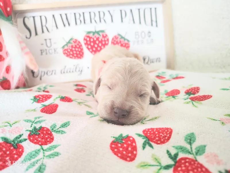 Peach – Golden Retriever puppy for sale in Coleman, TX