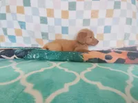 Cookie, a female Golden Retriever for sale in Coleman, TX – 2 of 5