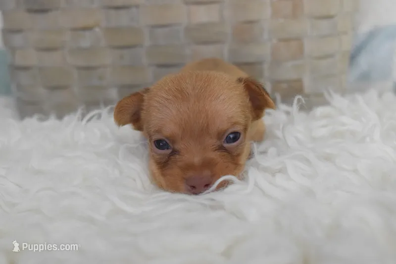 Lilac – Chihuahua puppy for sale in Coleman, TX