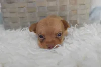 Lilac, a female Chihuahua for sale in Coleman, TX – 2 of 4