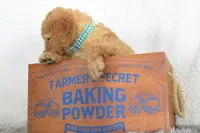 Blue, a male Miniature Goldendoodle for sale in Coleman, TX – 3 of 6