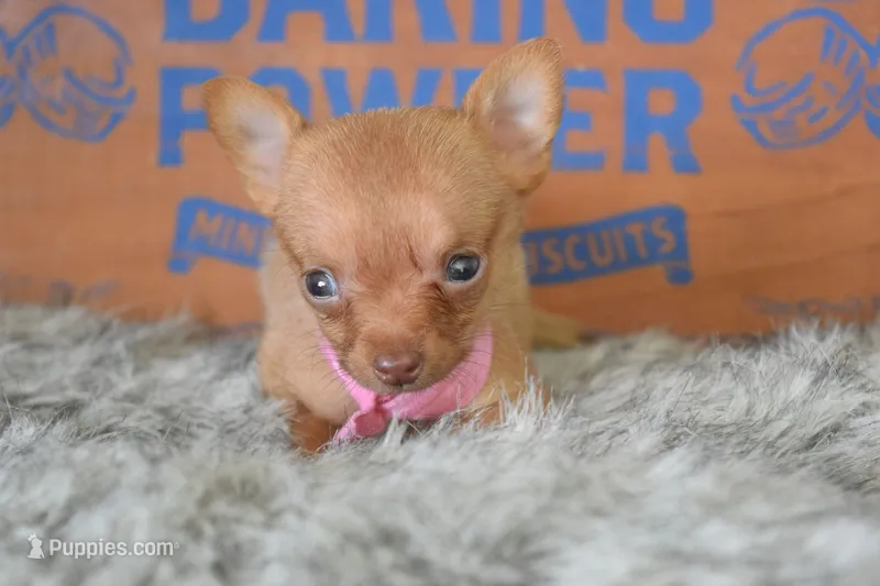 Purple – Chihuahua puppy for sale in Coleman, TX