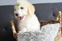 S-Tucker , a male Miniature Goldendoodle for sale in Coleman, TX – Photo 5 of 5