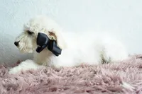 S-Tucker , a male Miniature Goldendoodle for sale in Weatherford, TX – Photo 3 of 5