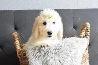 S-Tucker , a male Miniature Goldendoodle for sale in Coleman, TX – Photo 3 of 5