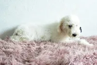 S-Tucker , a male Miniature Goldendoodle for sale in Weatherford, TX – Photo 5 of 5