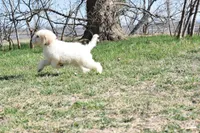 S-magenta, a female Miniature Goldendoodle for sale in San Antonio, TX – Photo 5 of 5