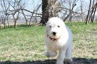 S-magenta, a female Miniature Goldendoodle for sale in San Antonio, TX – Photo 2 of 5