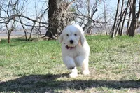 S-magenta, a female Miniature Goldendoodle for sale in San Antonio, TX – Photo 4 of 5
