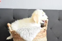 S-Tucker , a male Miniature Goldendoodle for sale in Coleman, TX – Photo 2 of 5