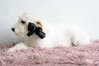 S-Tucker , a male Miniature Goldendoodle for sale in Weatherford, TX – Photo 2 of 5