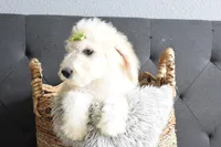 S-Tucker , a male Miniature Goldendoodle for sale in Coleman, TX – Photo 4 of 5