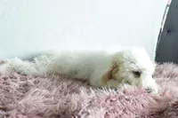 S-Tucker , a male Miniature Goldendoodle for sale in Weatherford, TX – Photo 4 of 5