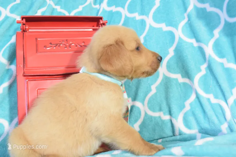 Baby Blue – Golden Retriever puppy for sale in Coleman, TX