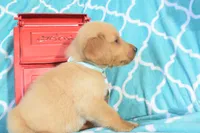 Baby Blue, a male Golden Retriever for sale in Coleman, TX – 1 of 4