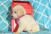 Maroon, a female Golden Retriever for sale in Coleman, TX – 3 of 5