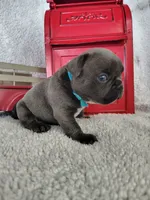 Blue, a male French Bulldog for sale in Coleman, TX – 6 of 6