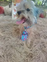 Teacup -McLaren-Weekend Sale! , a male Maltipoo for sale in Coleman, TX – 3 of 7