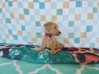 Cinnamon roll, a female Golden Retriever for sale in Coleman, TX – 5 of 6